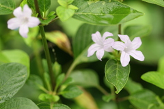 Dipteracanthus prostratus